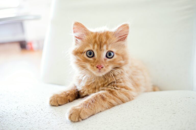 Cat Festival 2026 Αθήνα: Φεστιβάλ γάτας επιστρέφει
