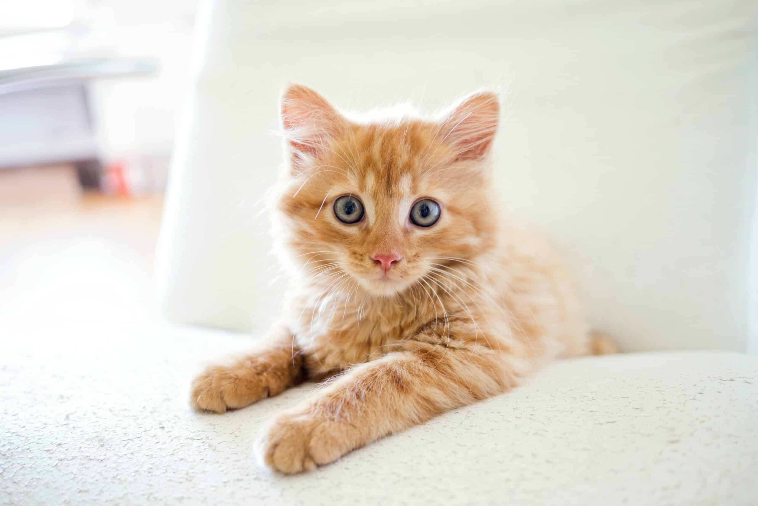 Cat Festival 2026 Αθήνα: Φεστιβάλ γάτας επιστρέφει